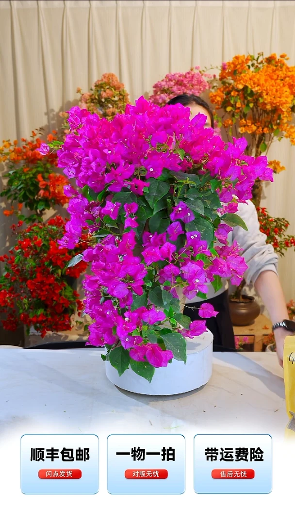 大部分开放少量花苞红