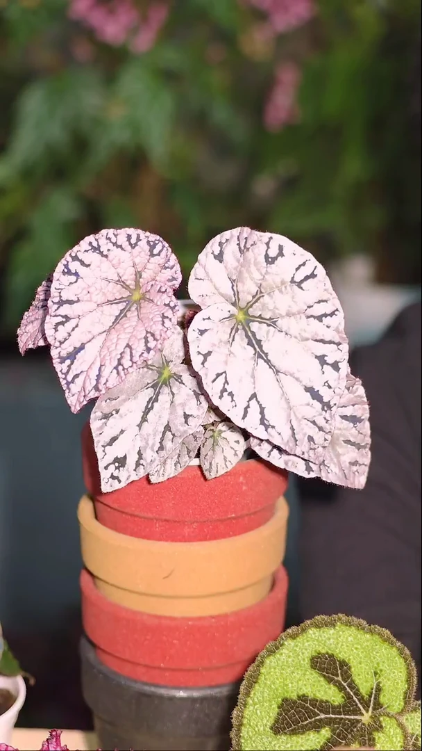 银币秋海棠01秋海棠