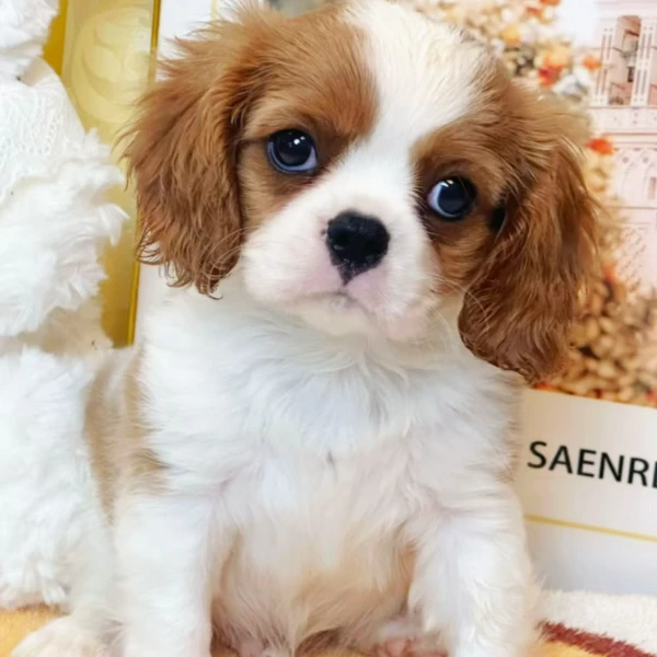 大成犬舍查理王幼体聪明温顺乖小狗超甜版宠物狗狗