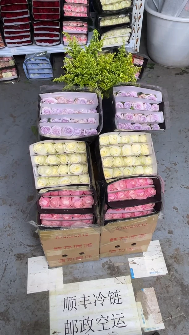 骄傲20枝+凯瑟琳20枝+紫荔枝20枝+黄莺