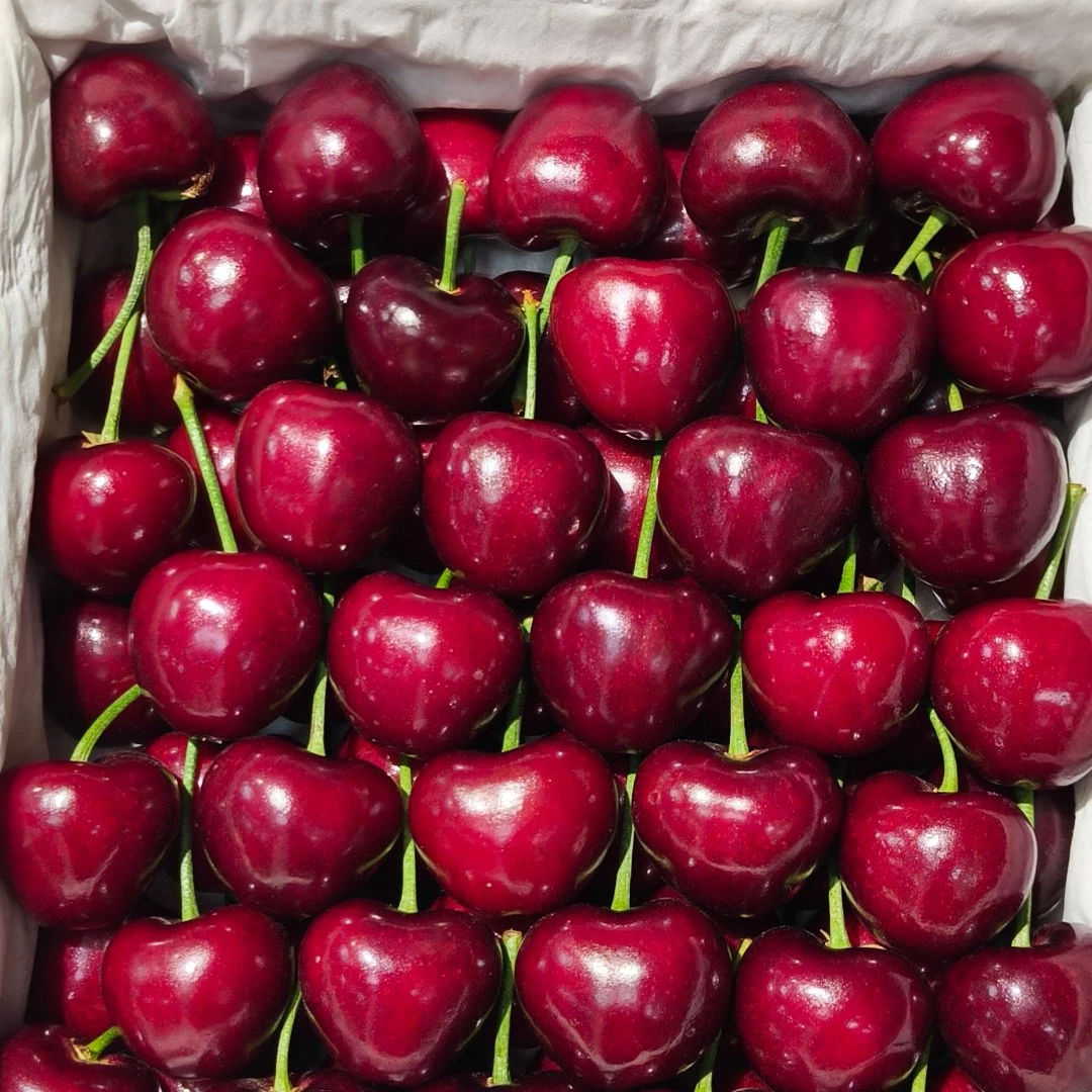 【鲜果速送】礼盒3J美早樱桃一箱净重1.5斤左右（小王）美早