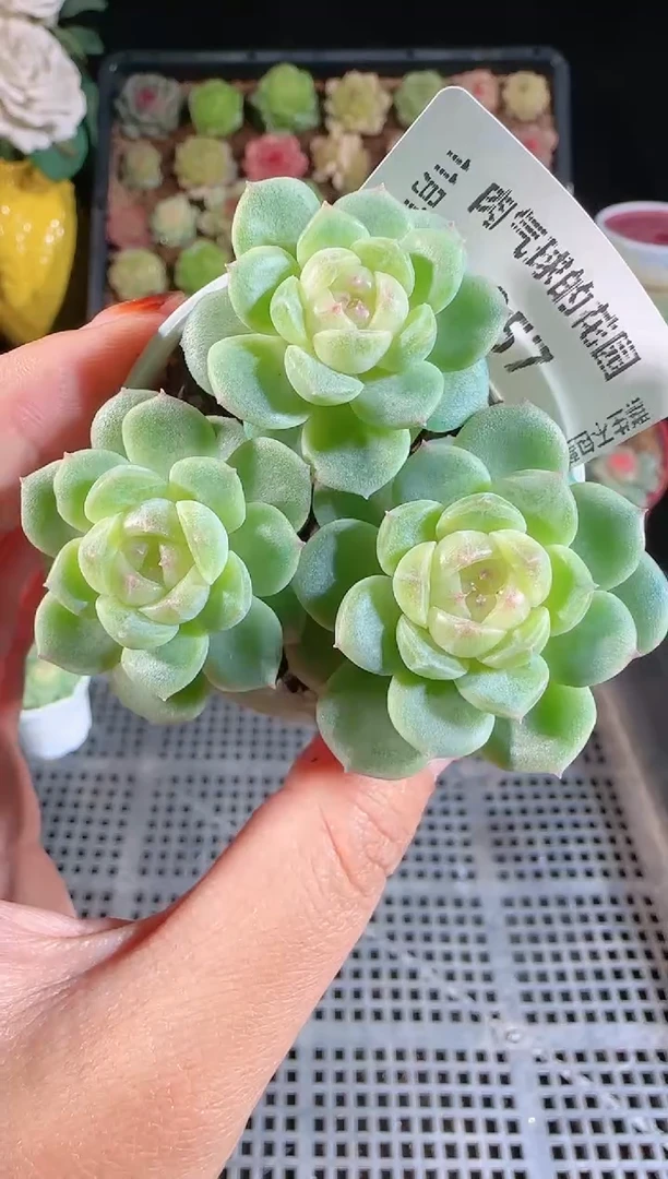 1111-357冰心13（群生不包整）