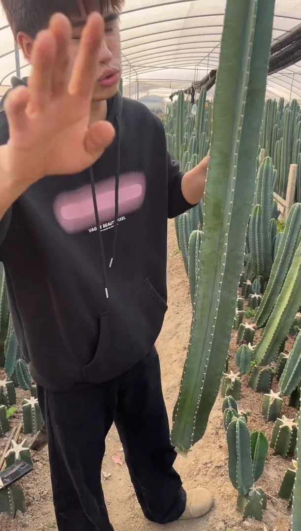 【闪购商品】80cm 量天尺【无根】