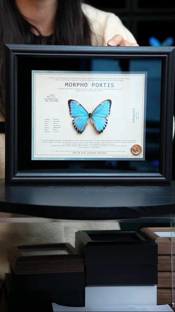 门亮闪蝶标本摆件L160
