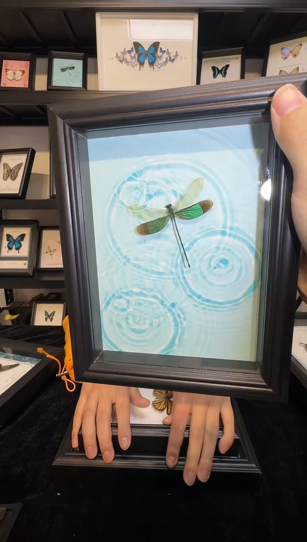 玻璃真实蝴蝶标本