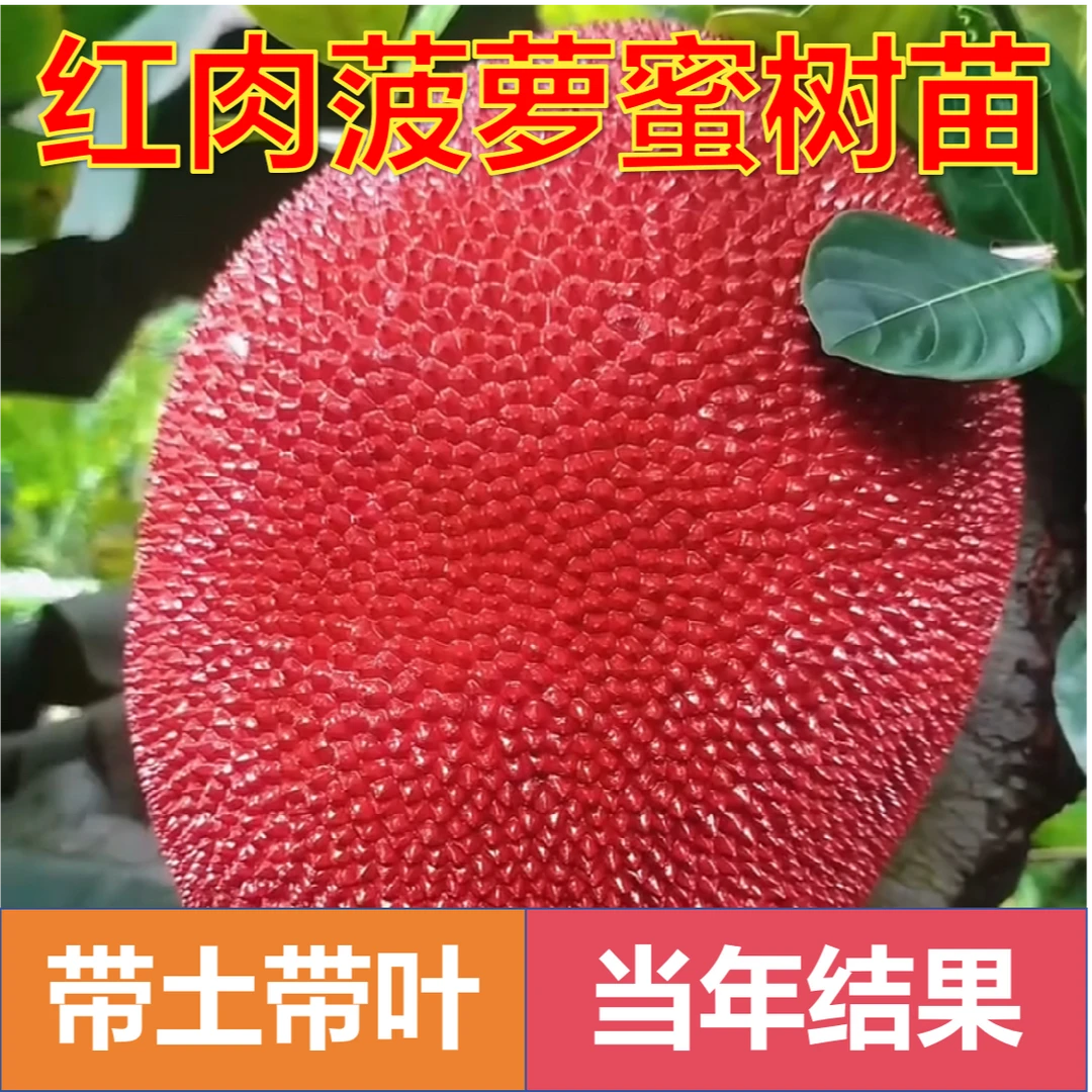 正宗红皮红肉菠萝蜜树苗嫁接黄肉菠萝蜜四季菠萝蜜盆栽地栽当年结