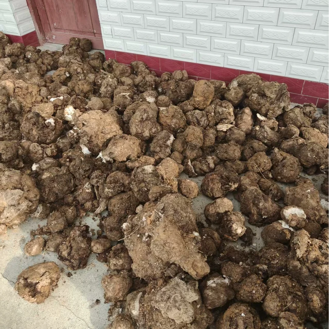 2025年新鲜云南、靖州、鹰嘴界茯苓带皮整个生茯苓现挖现发中药材