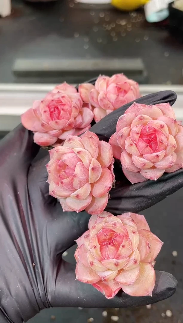 闪购2261  小红多肉一颗  3.5厘米