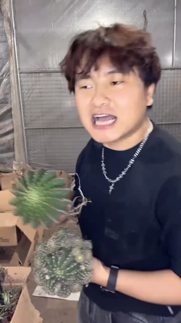 2颗 实生根 席克氏彩草 8-11cm