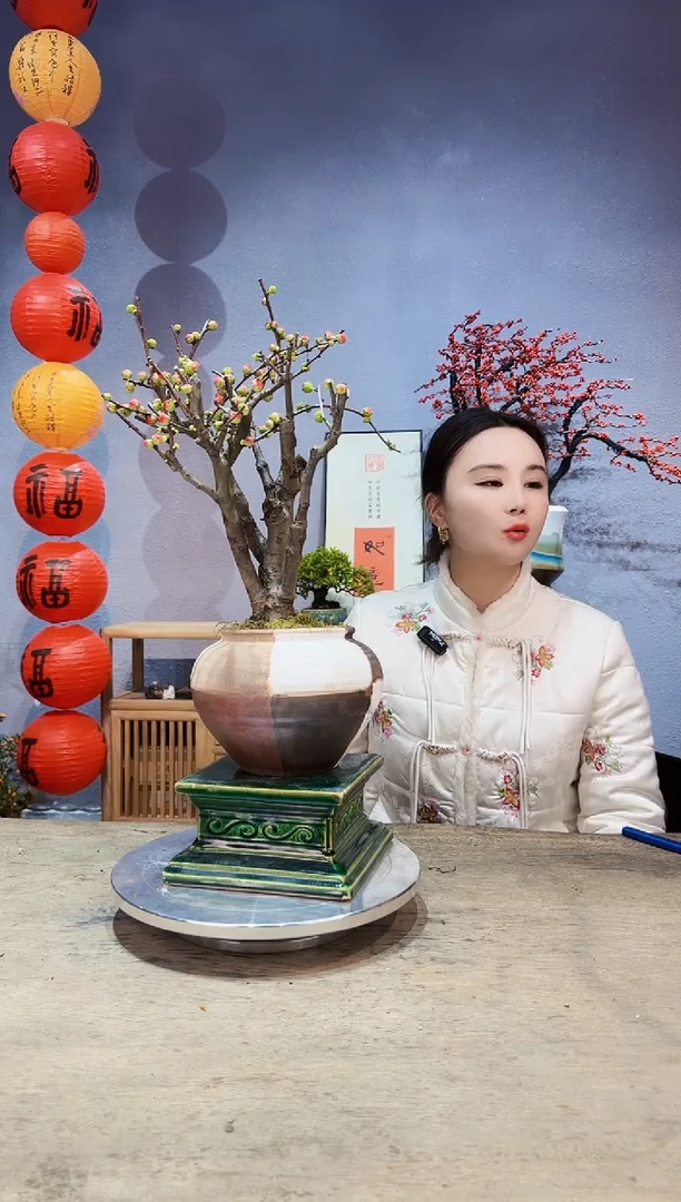 【闪购商品】盆景海棠 长寿冠