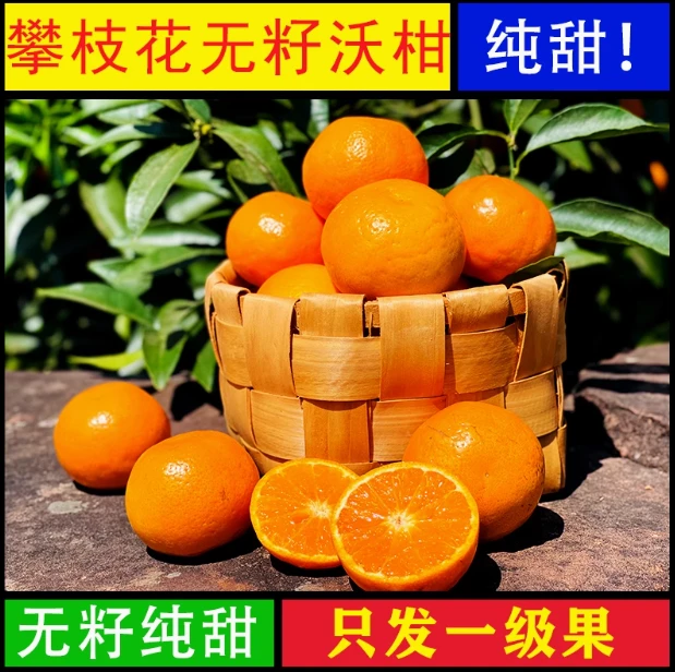 【 超甜多汁 】正宗四川无籽沃柑 新鲜当季水果 橘子薄皮精装大果