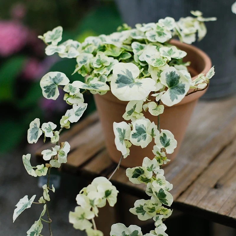 【四季圈】雪莹室内观叶植物盆栽花卉绿植花叶常春藤