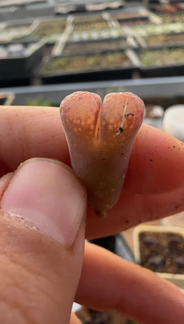 【闪购商品】9-366