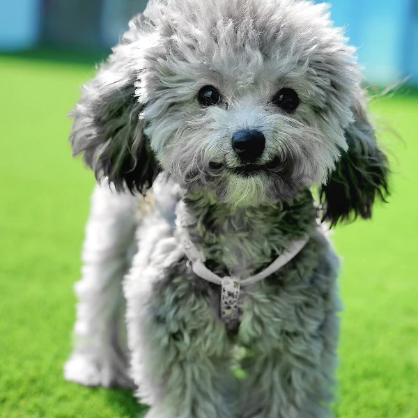 纯种灰泰迪小巧活泼长久陪伴温顺可爱三针齐全送狗粮