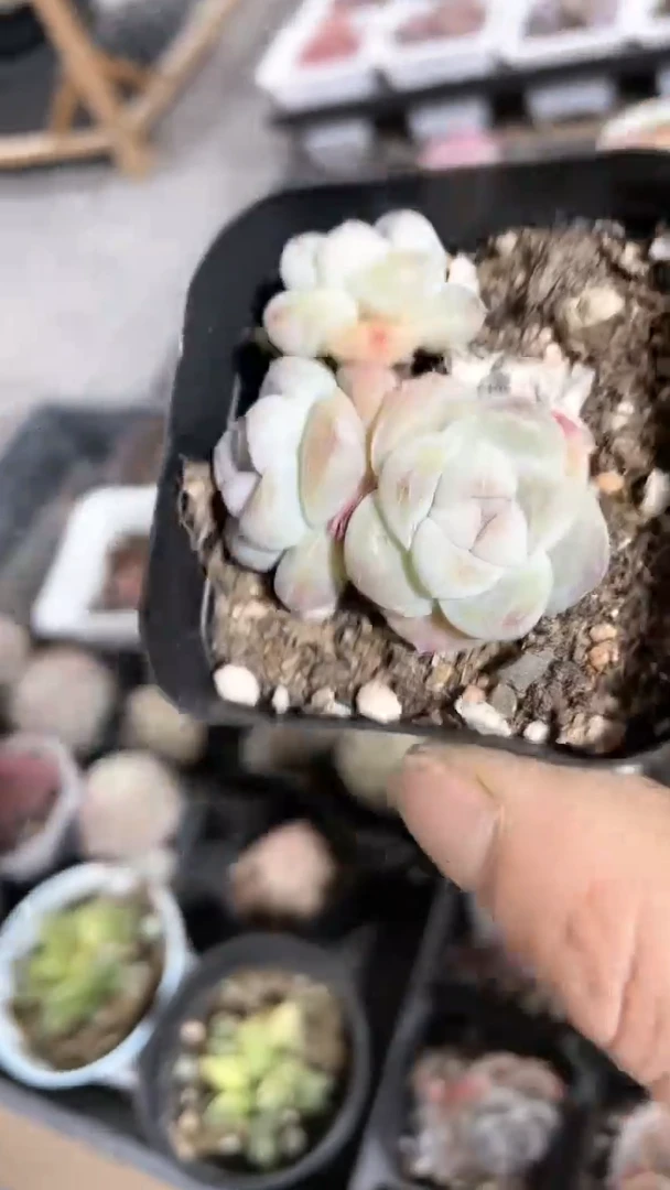 【闪购商品】65盆琥珀冰玉群生多肉