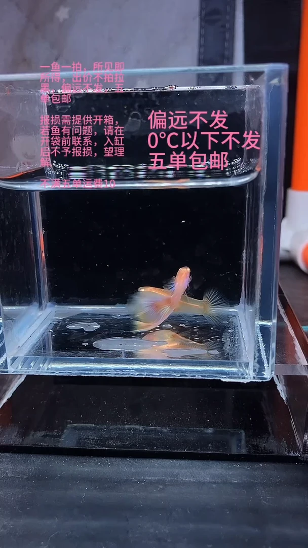 孔雀鱼孔雀鱼 17
