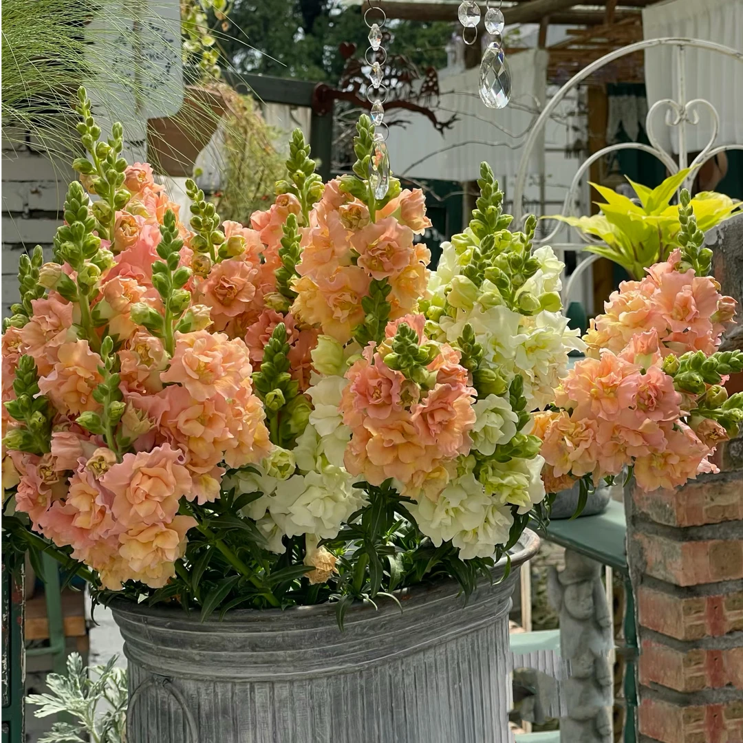 金鱼草单瓣蝴蝶夫人重瓣乙女星重瓣高杆耐寒四季开花植物阳台庭院