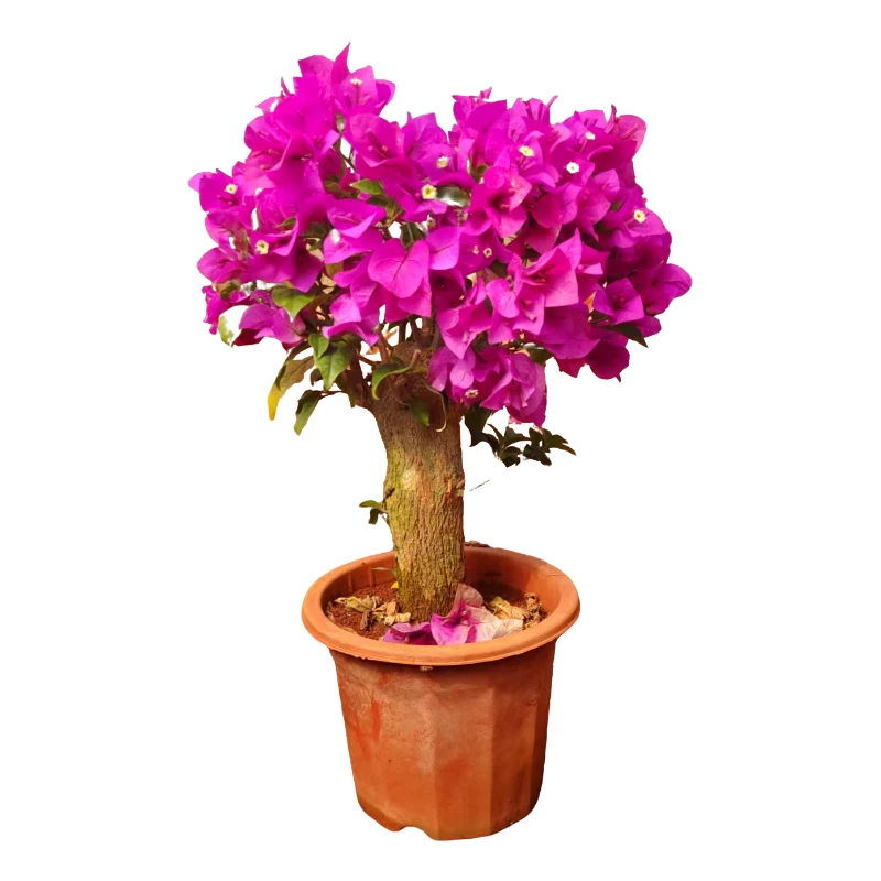 【大老桩云南紫】三角梅花云南紫安格斯南北栽种室内盆栽爬墙开花