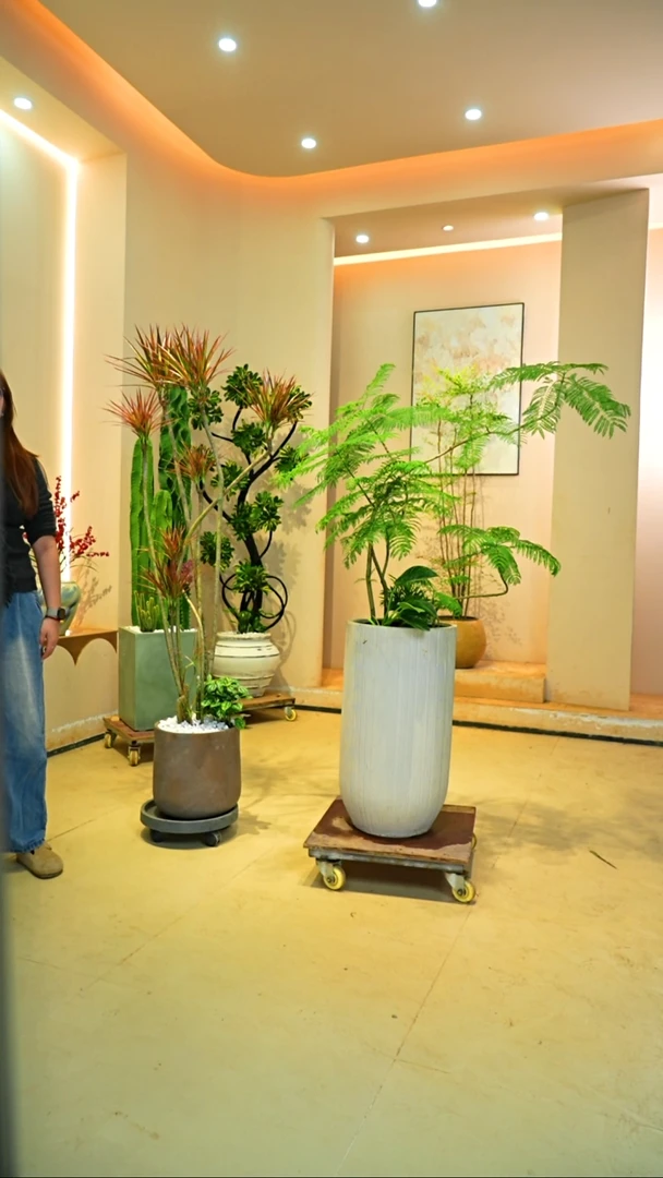 完全开放o***?落地款蓝花楹一物一拍