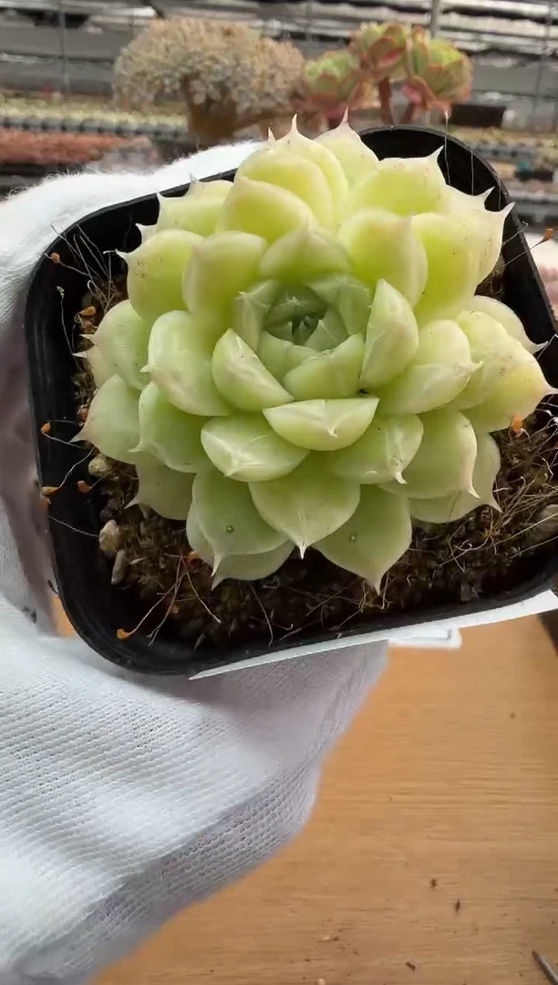 东云多肉园二店-138