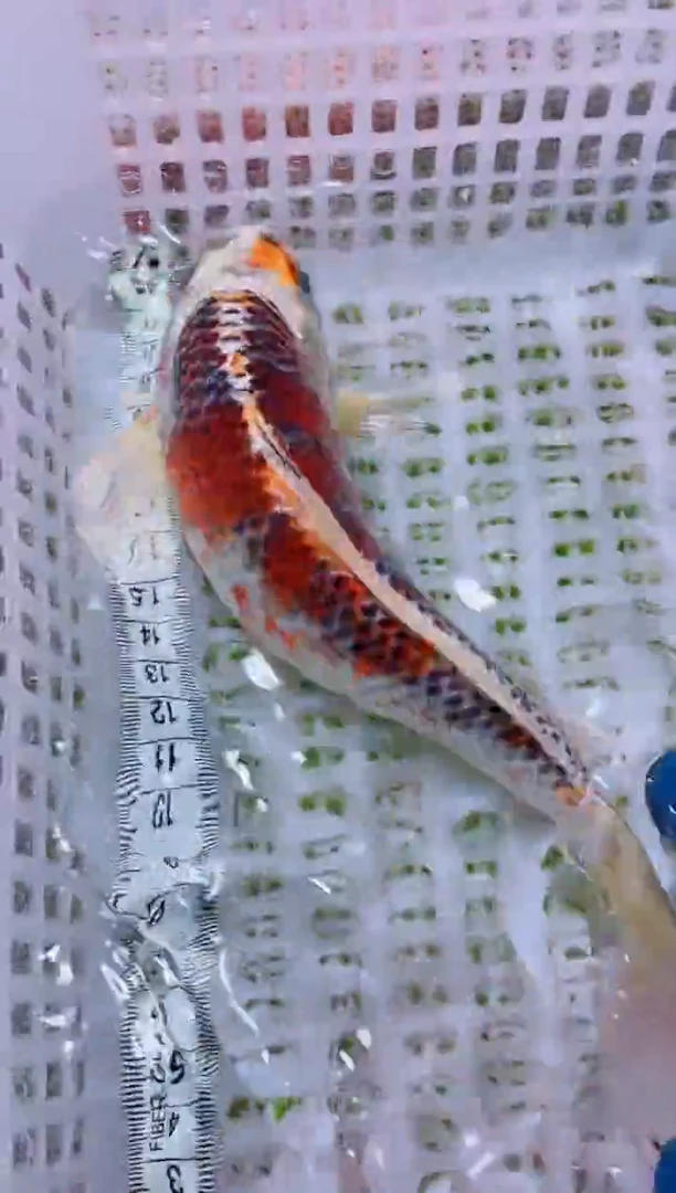 锦鲤血统锦鲤全场包邮63