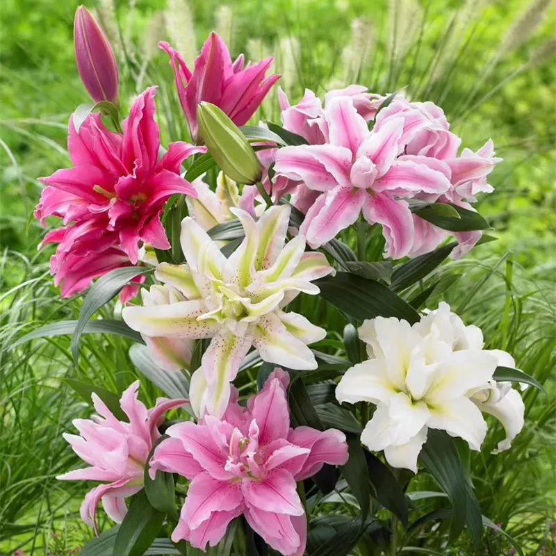 香水百合花种球浓香型高贵粉色百合种球盆栽花卉绿植大花种植浓郁