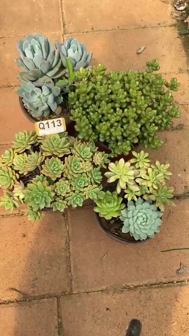 Q113多肉组合默认脱土发货