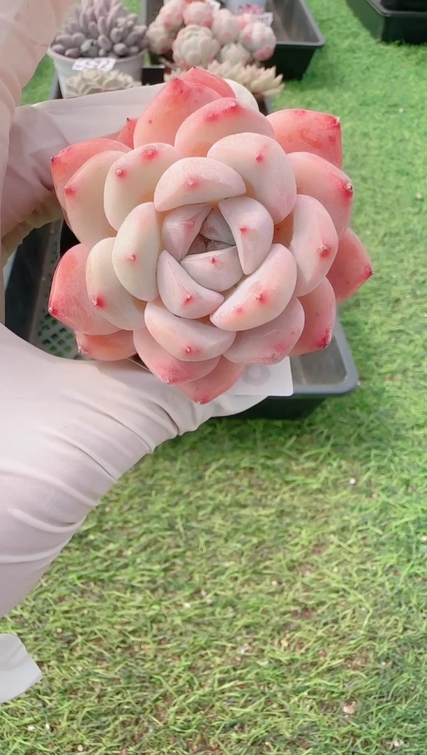 【闪购商品】梦会多肉一物一拍