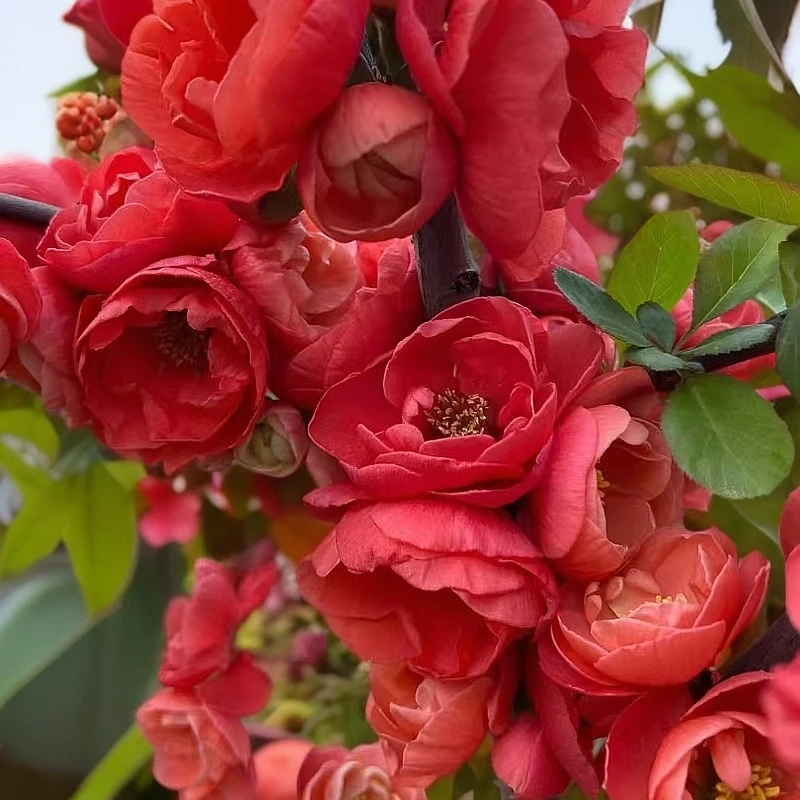 木瓜海棠盆景，北美海棠盆景