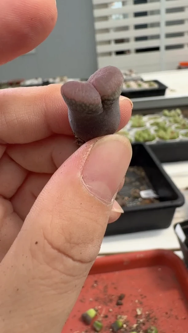 13-158多肉植物肉锥