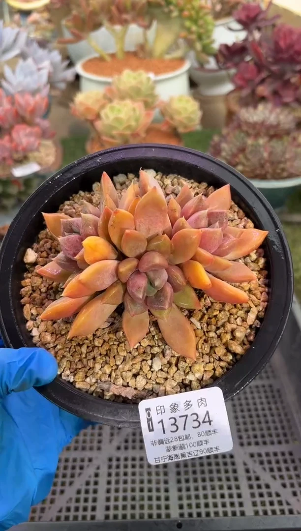 【闪购商品】13734