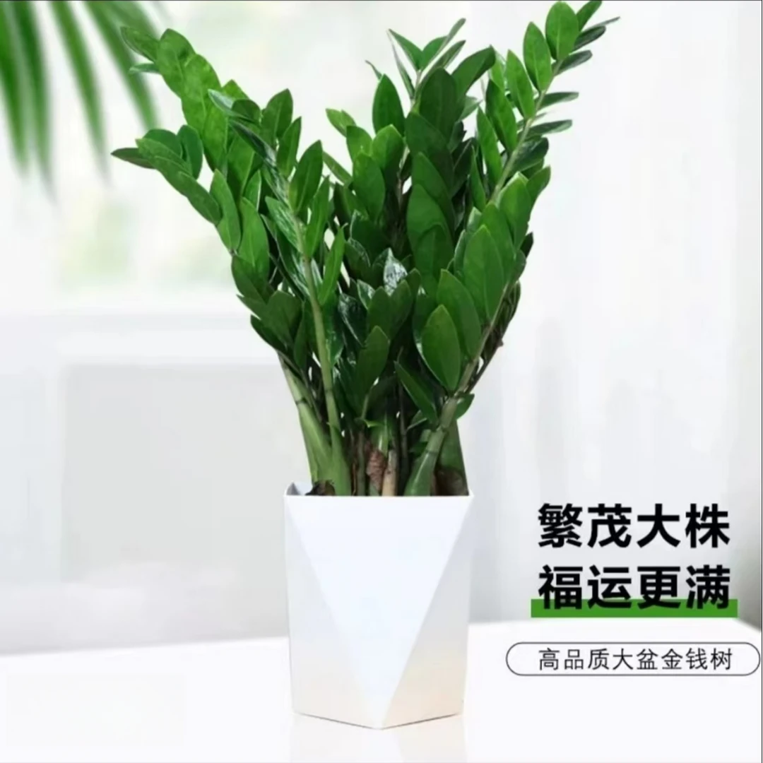 50-60cm金钱树室内绿植盆栽好养净化空气好养室内绿植四季常绿