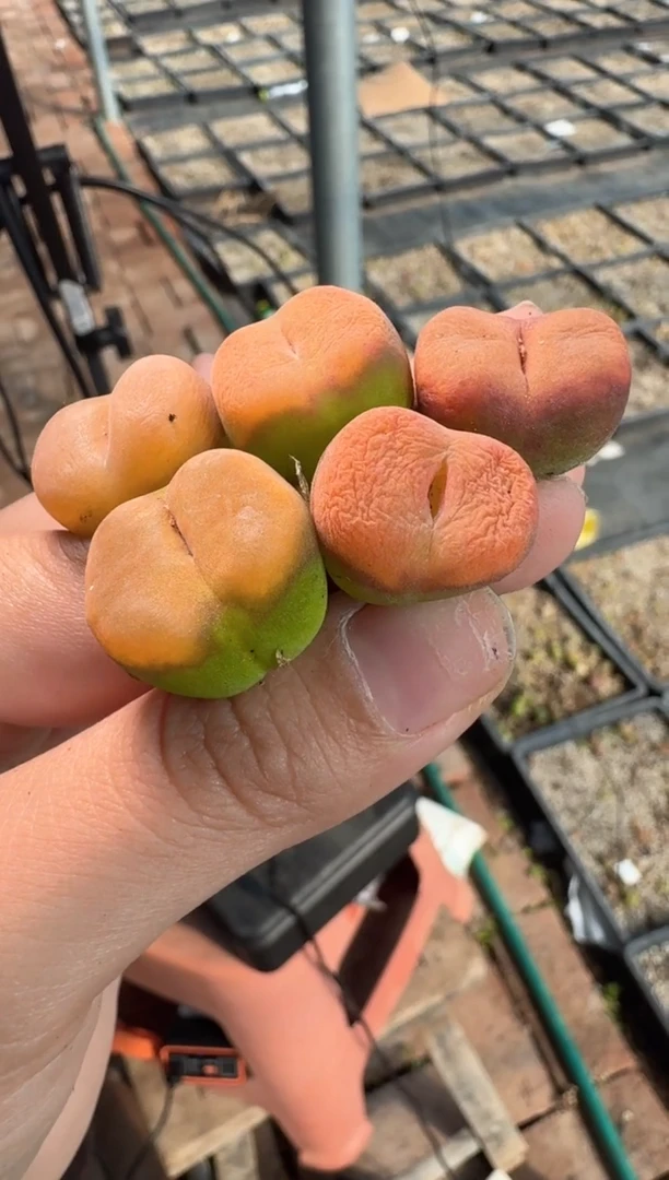 74多肉植物肉锥趴趴熊一颗