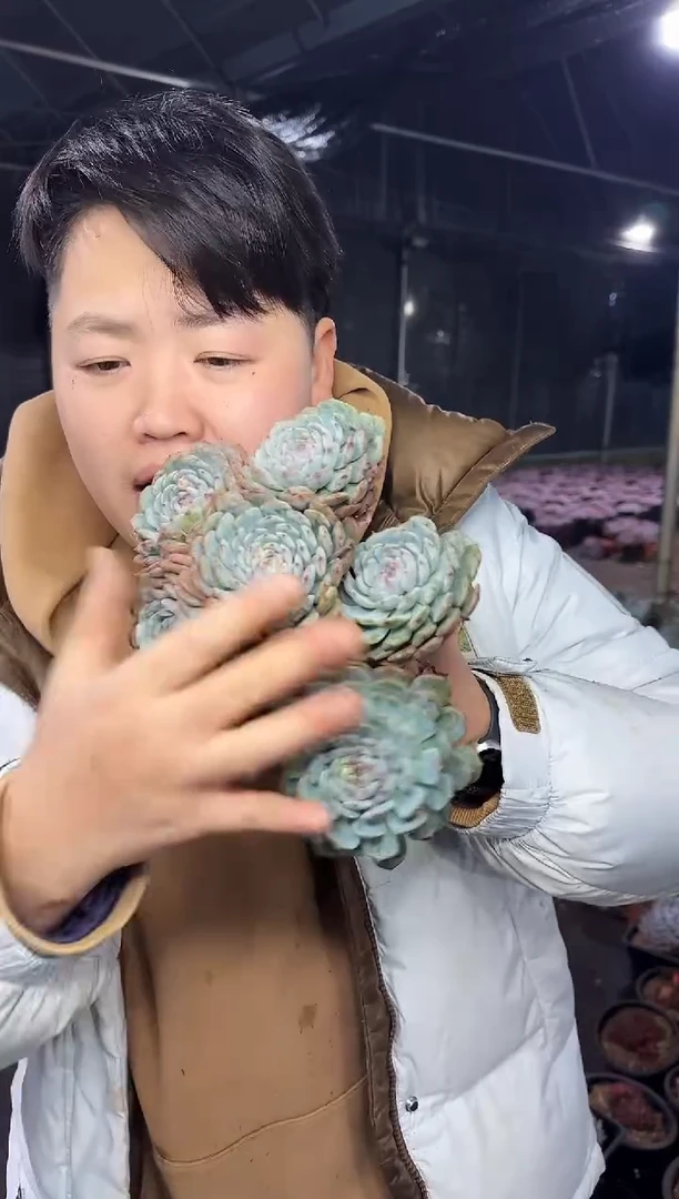 小露养区白胖子群18CM3.99