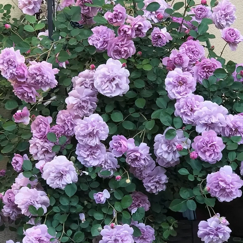 【蓝色阴雨】淡紫色或蓝粉色重瓣莲座状.淡香耐晒耐雨.勤花易成花瀑
