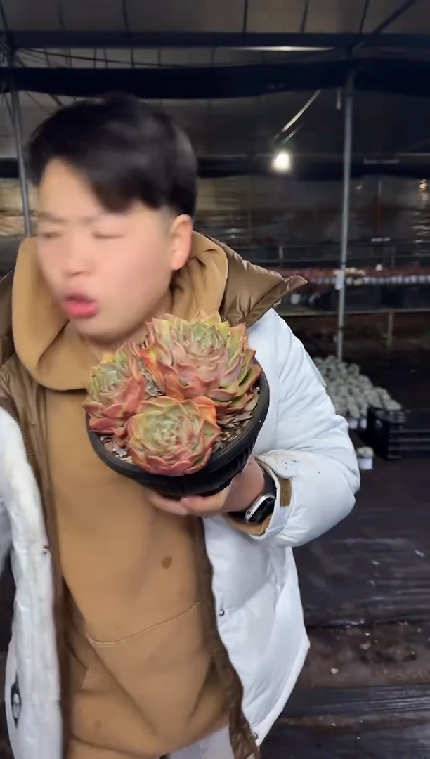 多头安吉丽娜 8