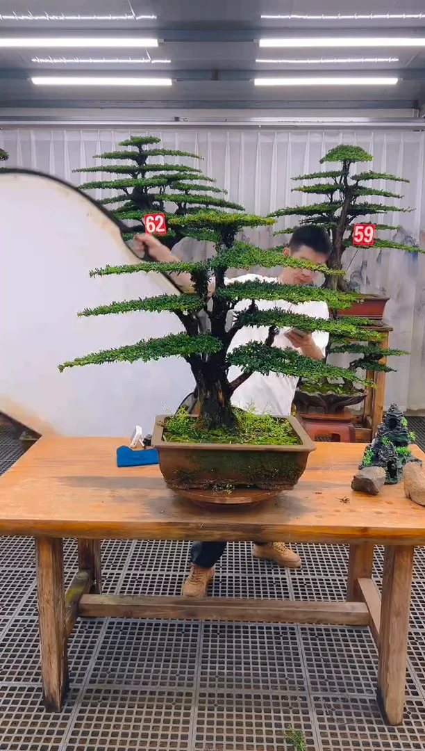 无花朵橙***时精品盆景直播间一物一拍