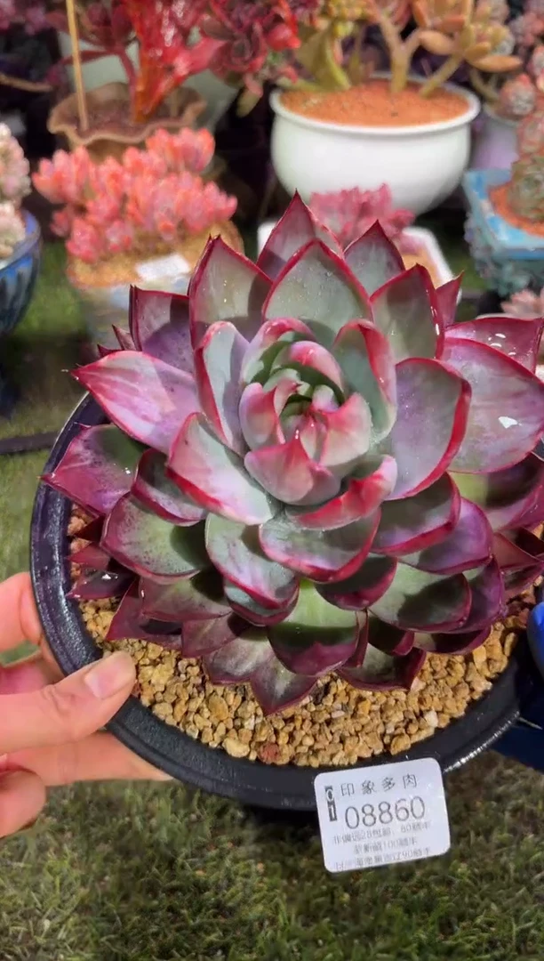 【闪购商品】08860