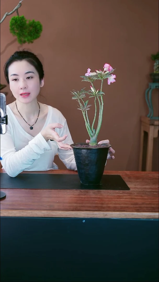 无花朵沙漠玫瑰盆景盆景盆景