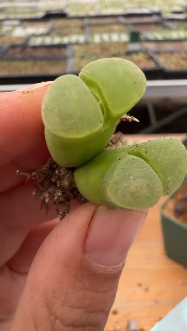 【闪购商品】24-48.y400多肉