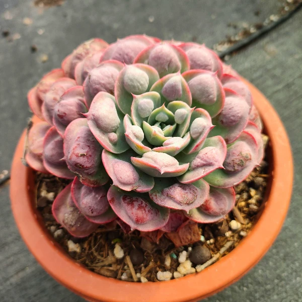 精品雨滴 新手必拍 好看好养 多肉植物云南发货