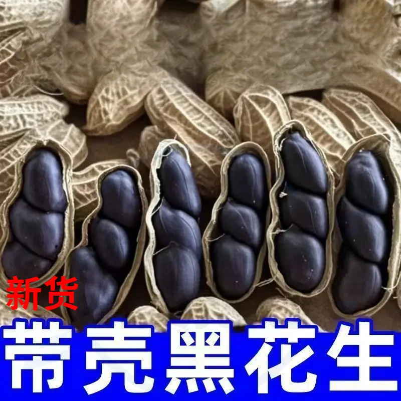 【试吃100g】花青素黑花生带壳黑衣花生休闲小吃食香甜下酒菜