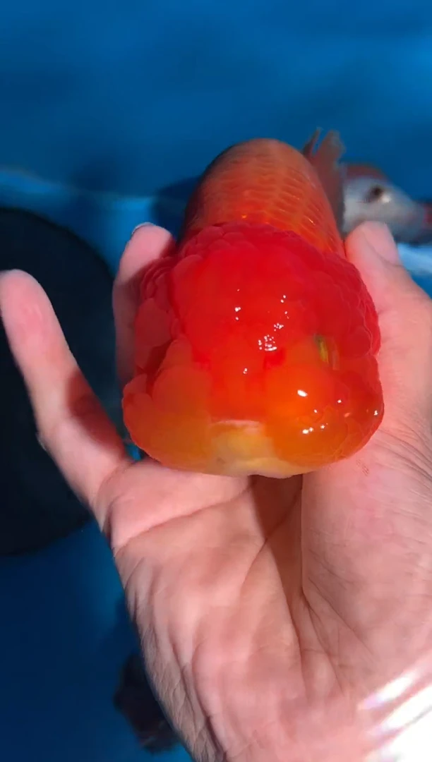 金鱼（运费自理，马印灯照射）福州追鱼兰寿金鱼