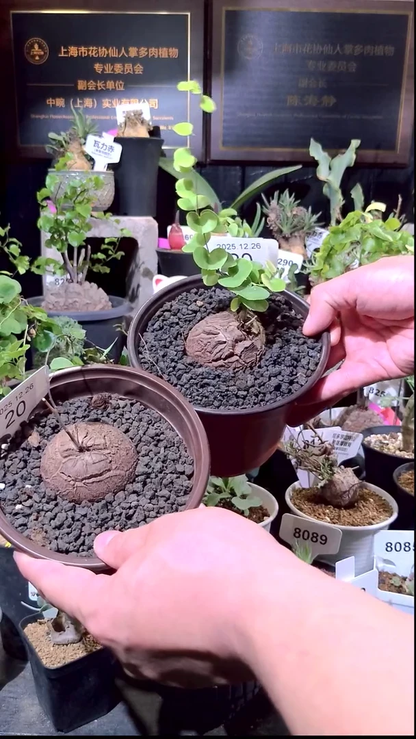 20号1226福利南非龟甲龙买一送一