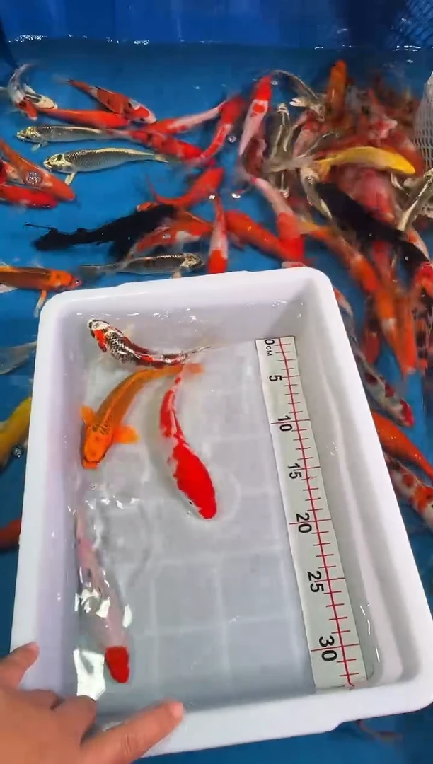 锦鲤锦鲤混搭以直播间挑选为准