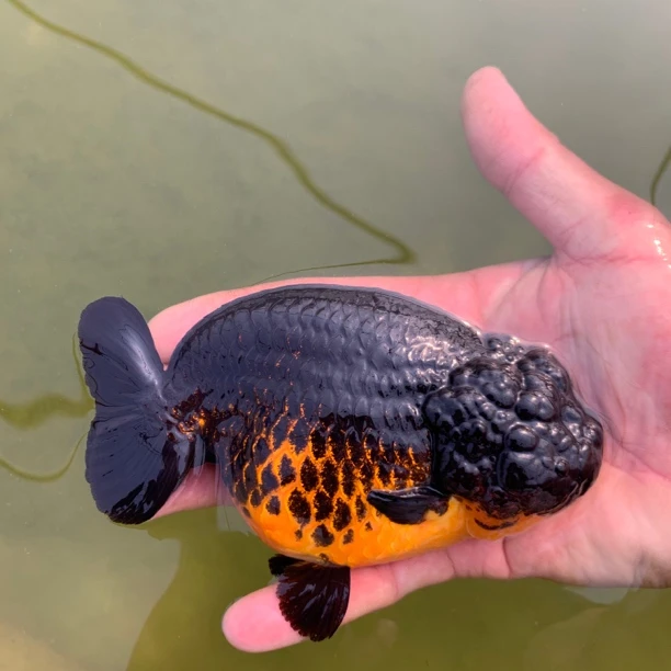 兰寿金鱼活体观赏鱼可爱易养耐寒耐热