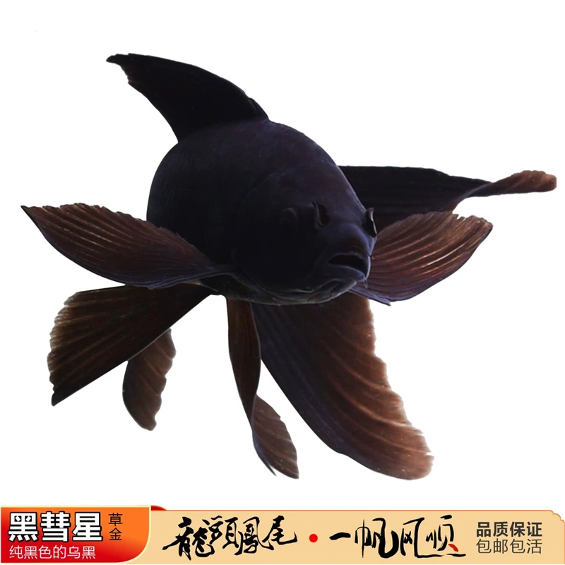 黑彗星黑草金黑锦鲤鱼观赏鱼长尾短尾好养耐活冷水淡水观赏鱼鲤鱼