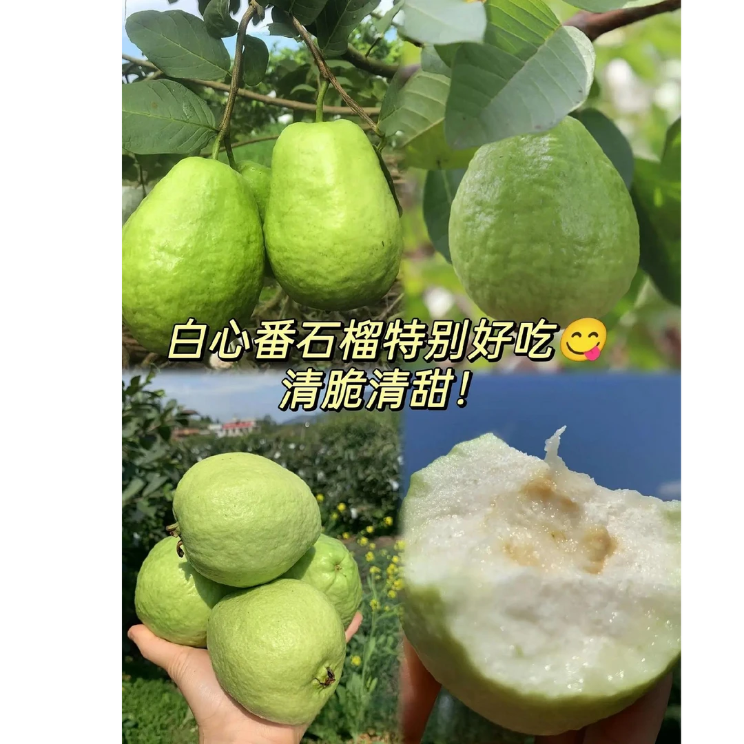 【万顷沙番石榴】茗荔园百香果生态园