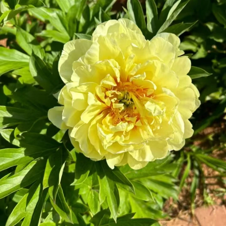 《伊藤芍药芭次拉》芍药花苗庭院种植观赏花卉菏泽基地直发
