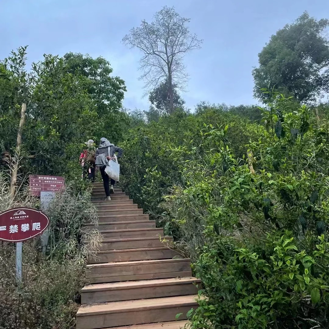 2025年昔归老寨正山古树春茶普洱生茶散茶